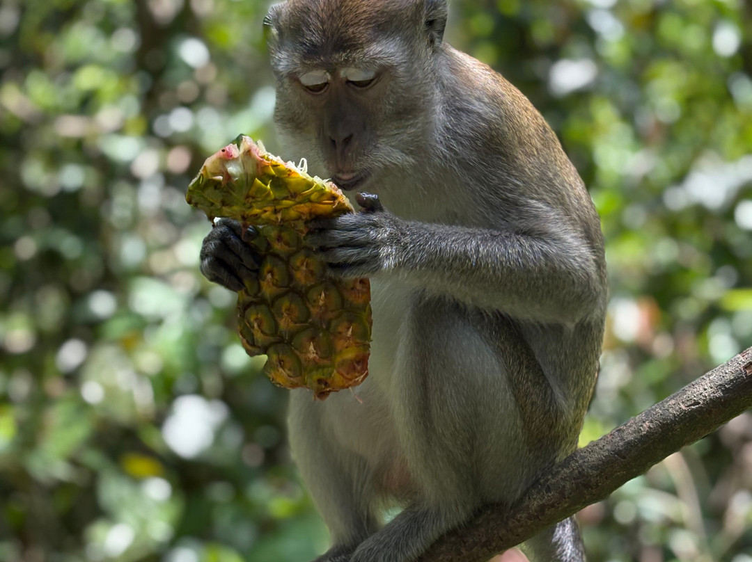 Thomas Jungle Tours-武吉拉旺必去景点