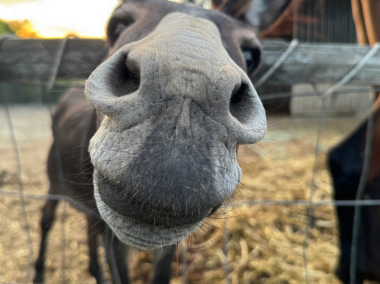 I Nani di Giada Az Agr-弗利必去景点