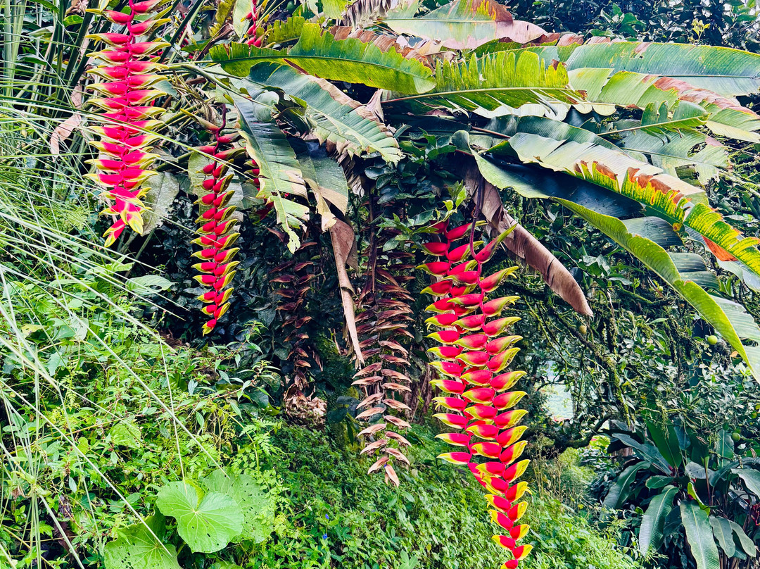 Hacienda Guayabal-Chinchina必去景点