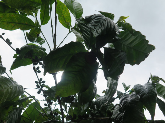 Iwanna Boquete Tours-波魁特必去景点