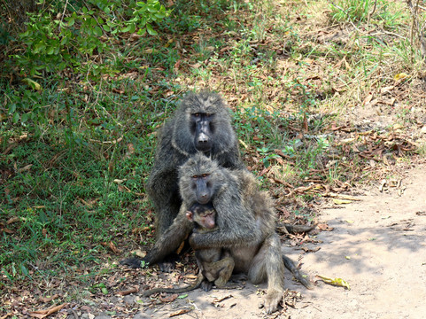 Africa 4 Corner Safari-吉佳利必去景点