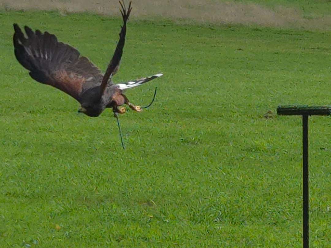 West Sussex Falconry-Compton必去景点