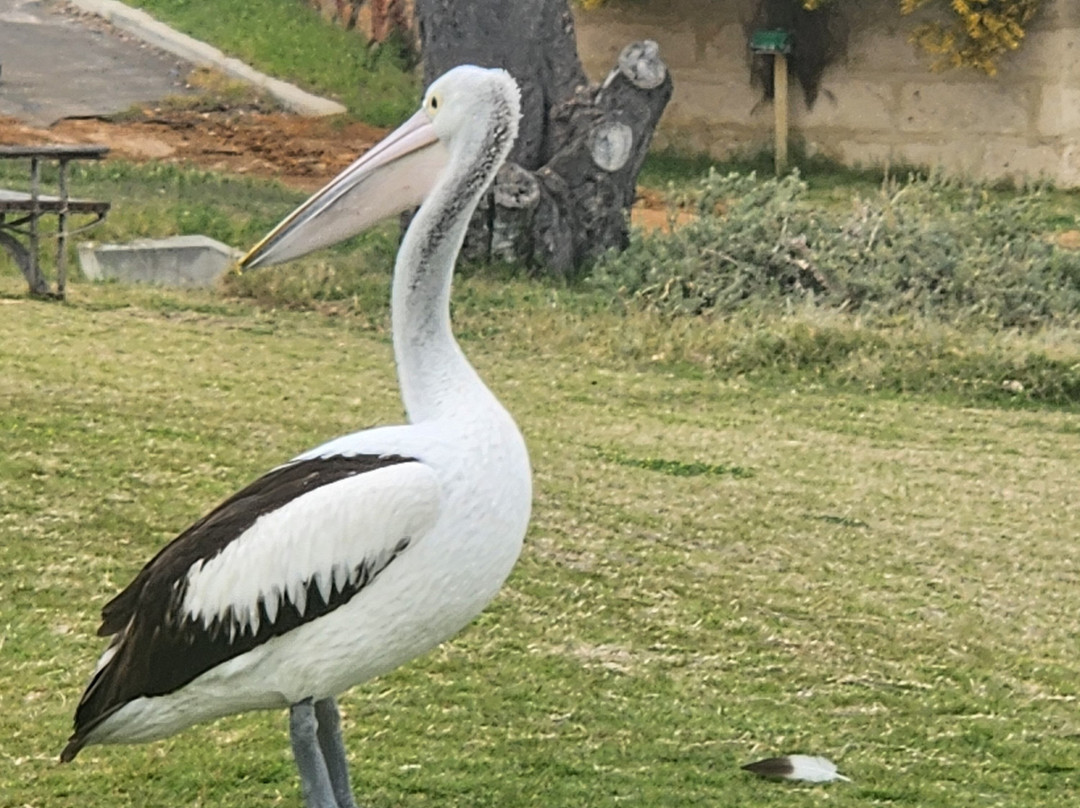 Kalbarri Pelican Feeding-卡尔巴里必去景点