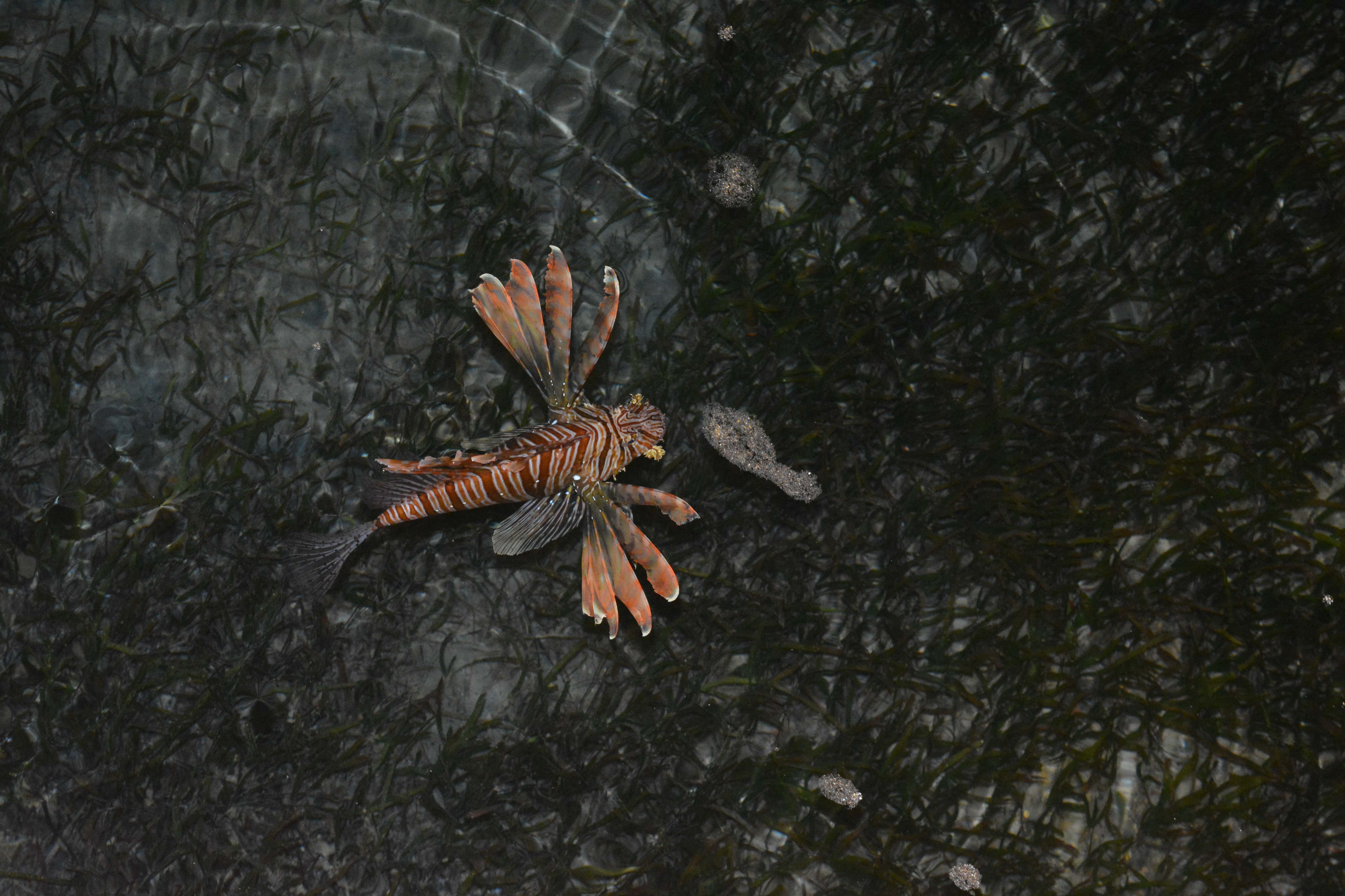 Nuweiba Club Resort-泳池