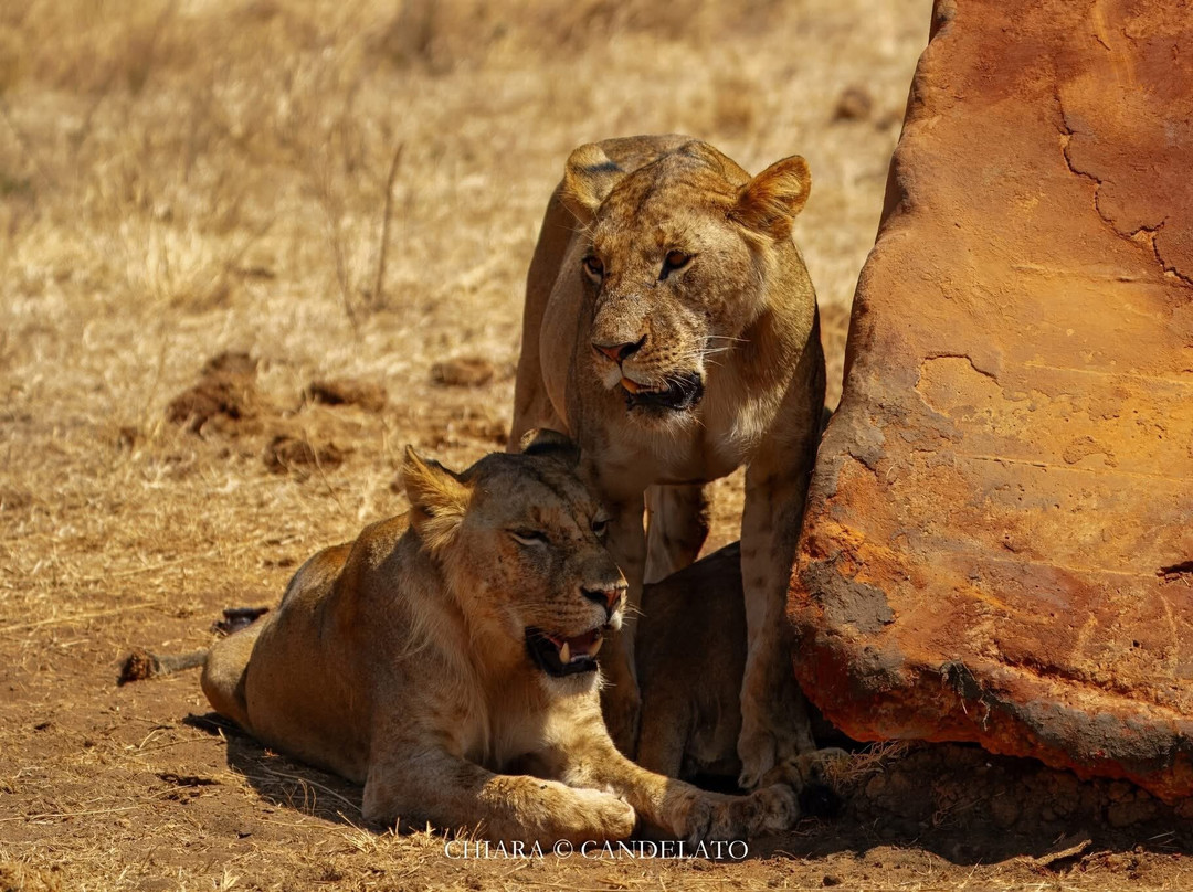 Nurali Safaris Kenya-马林地必去景点