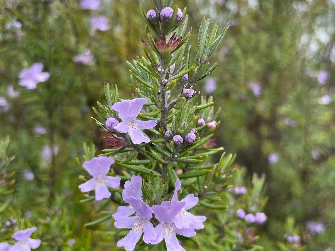 Meeniyan Cemetery-Meeniyan必去景点