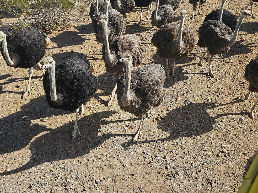 Rooster Cogburn Ostrich Ranch-Picacho必去景点