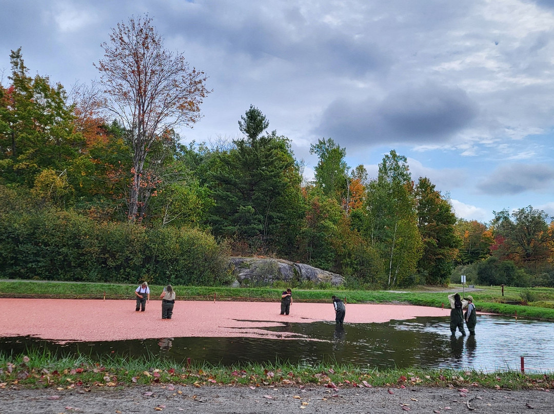 Johnston's Cranberry Marsh & Muskoka Lakes Winery-Bala必去景点
