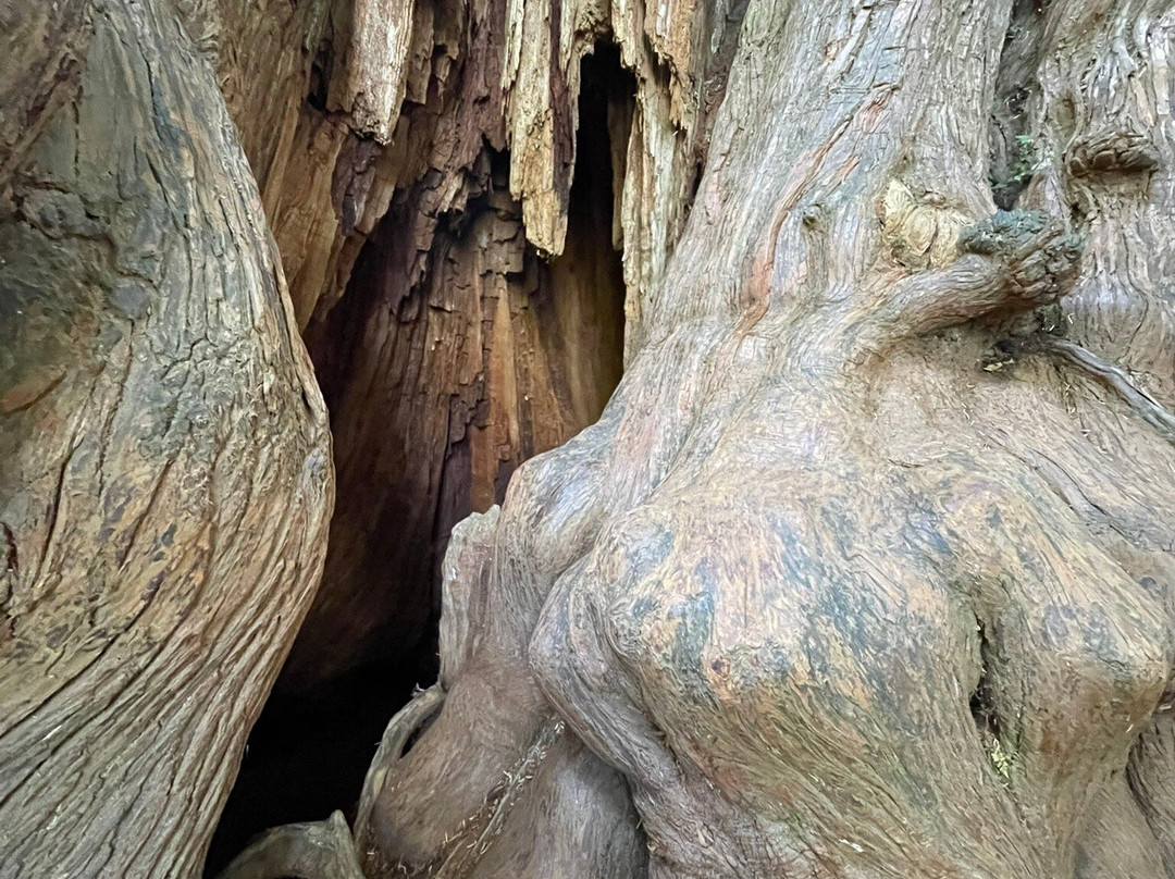Big Cedar Tree Kalaloch-福克斯必去景点