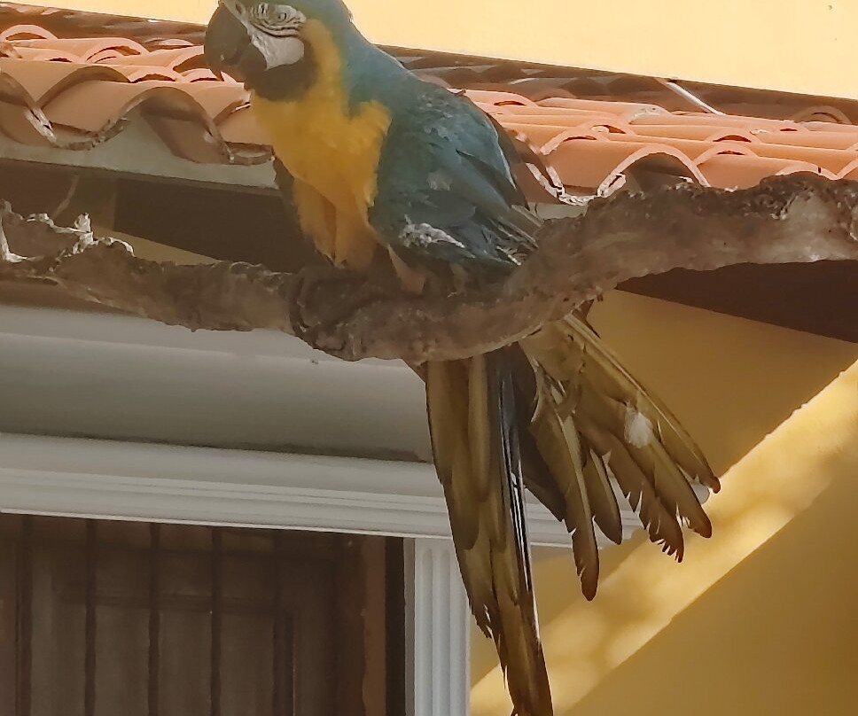 Italcaribe Club-波拉马尔必去景点