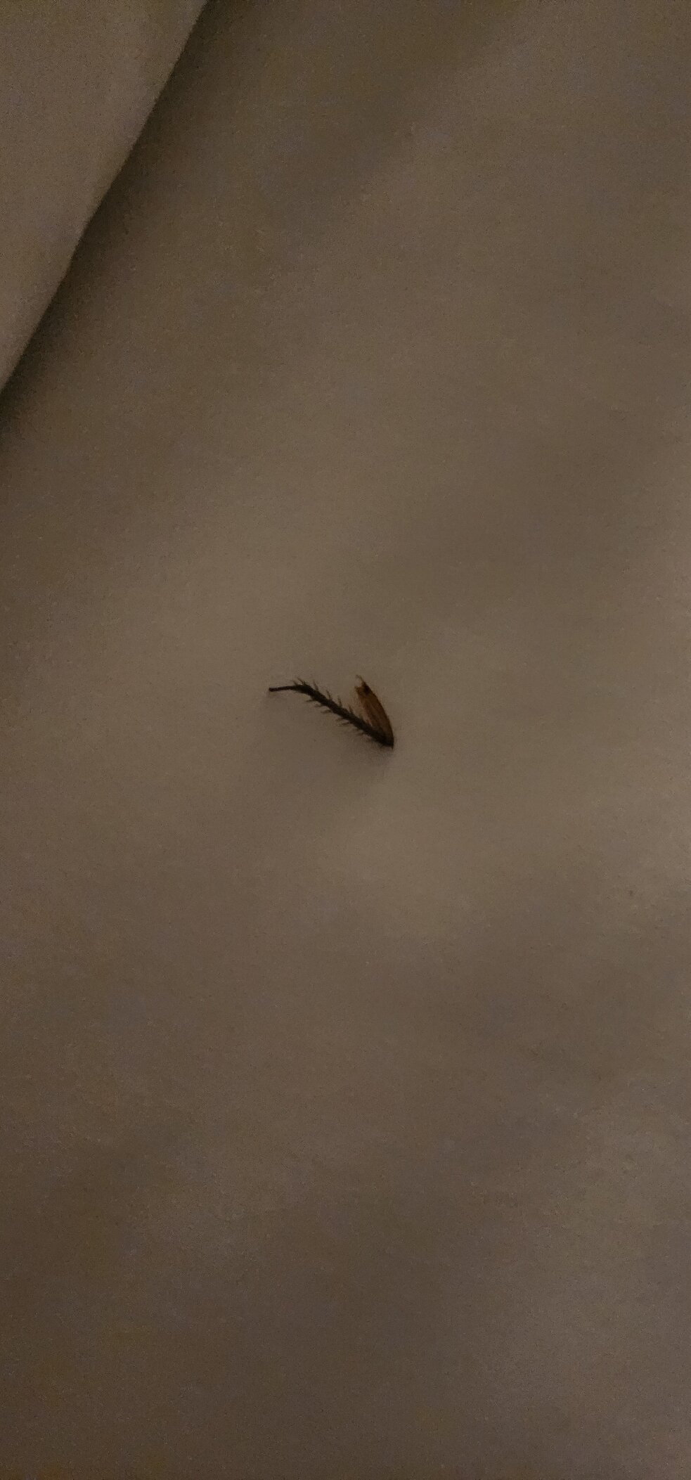 The Locale Hotel Grand Cayman-官方