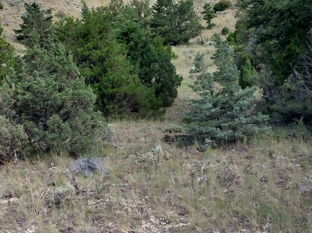 Bill Cody Ranch主图