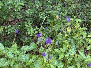 Wow Stayz2 Pachmarhi Ecotel主图