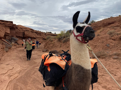 Wilderness Ridge Adventures-托里必去景点