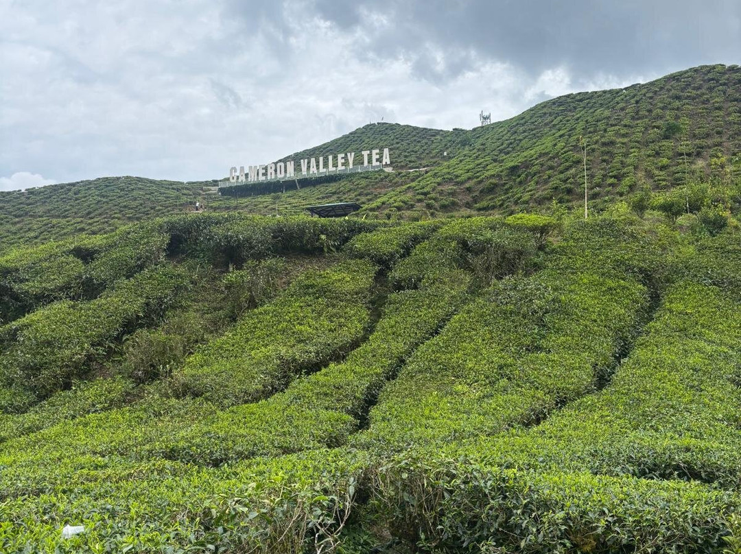 Cameron Highlands-彭亨必去景点