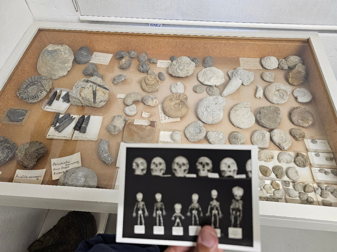 Museum Stemmler