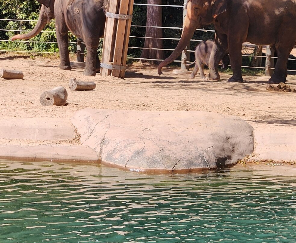 Fort Worth Zoo-沃思堡必去景点