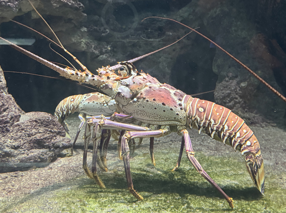 Bermuda Aquarium, Museum & Zoo-Hamilton Parish必去景点