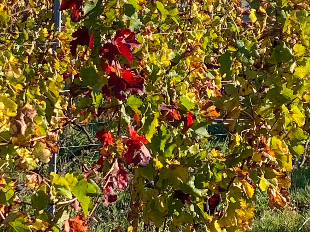 Chateau Boutinet-Villegouge必去景点