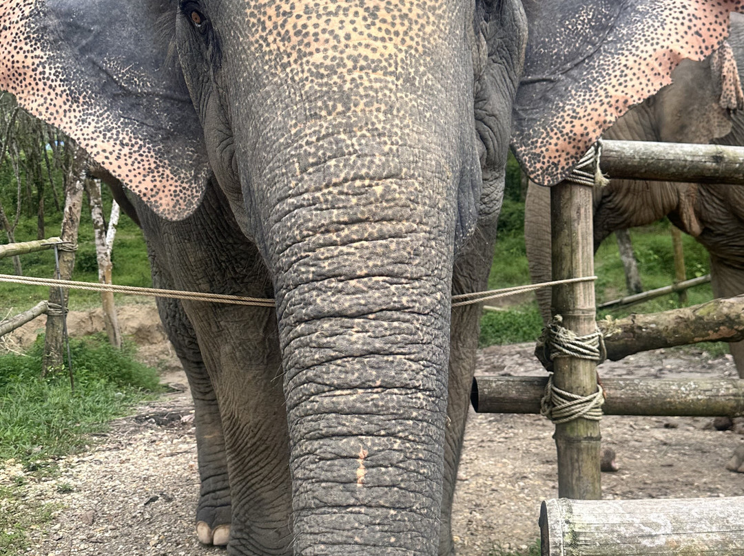 Khaolak Ethical Elephant Sanctuary-拉克山必去景点