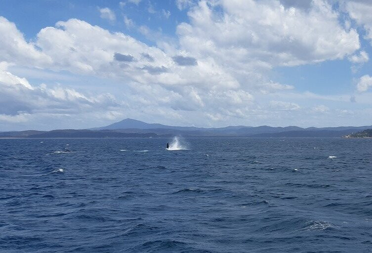Merimbula Marina-梅林布拉必去景点