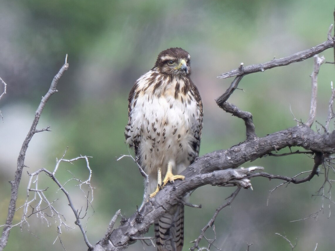 Parque La Giganta-Panquehue必去景点