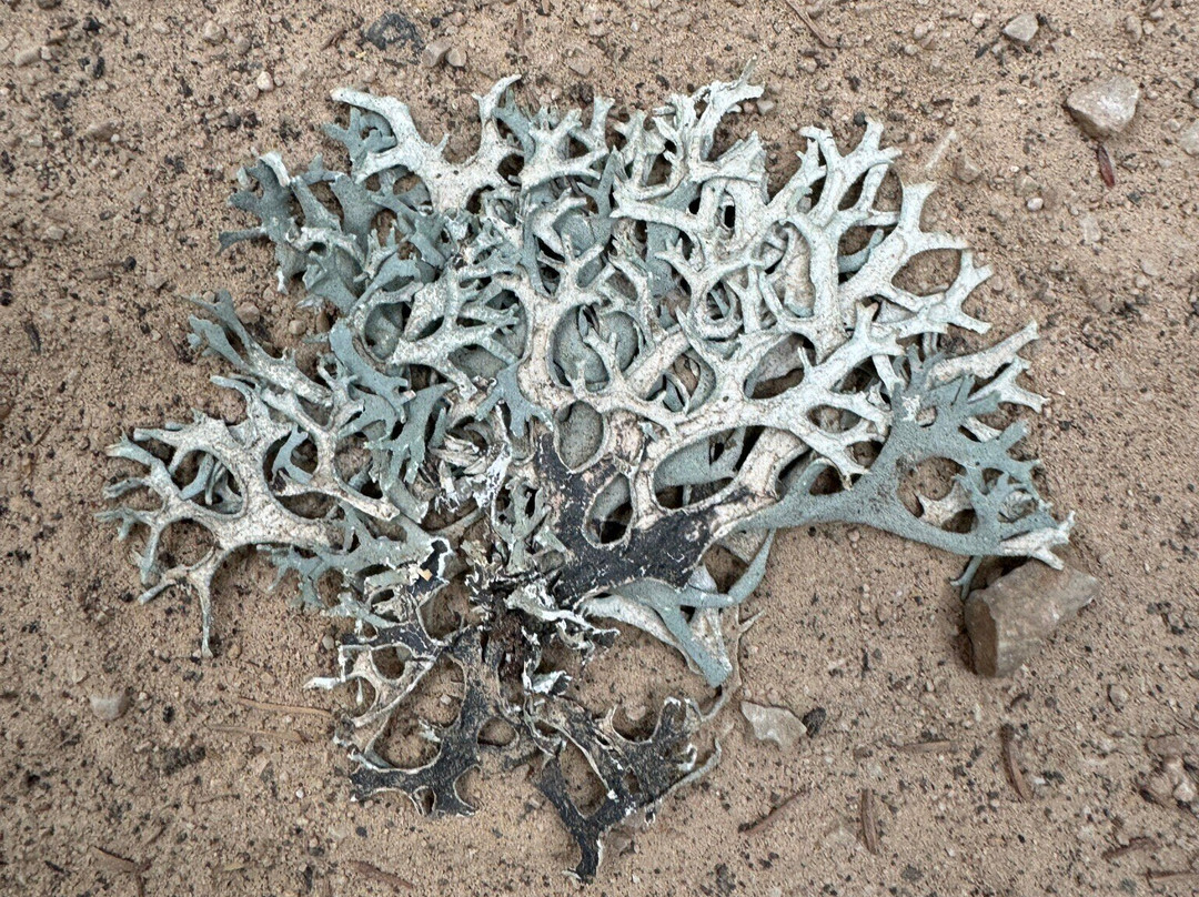 Saleh Boudaoud Official Guide-Azrou必去景点