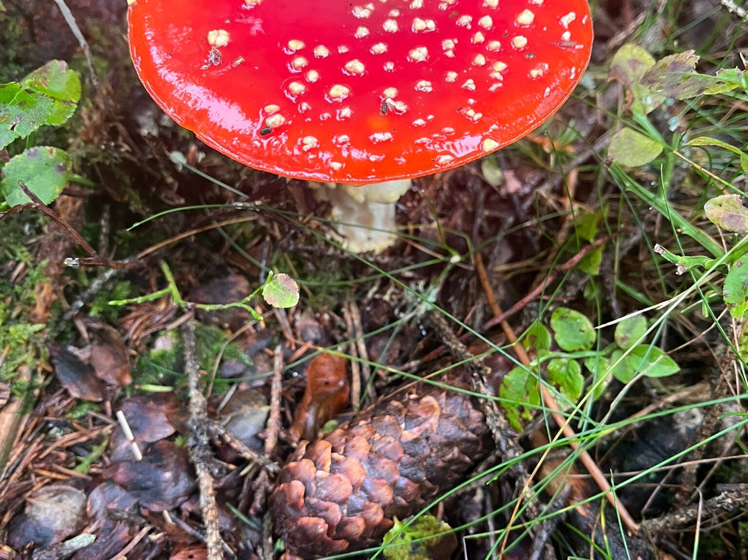 derWaldfrieden主图