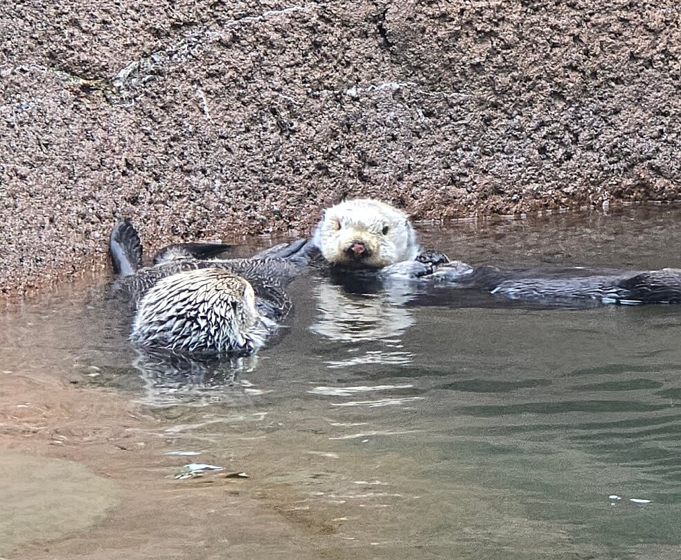 Point Defiance Zoo & Aquarium-塔科马必去景点