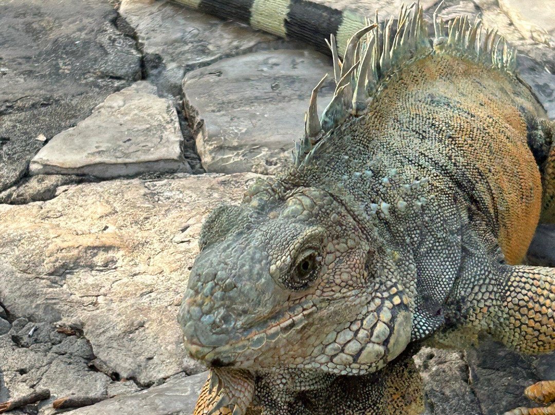 Parque Seminario-瓜亚基尔必去景点