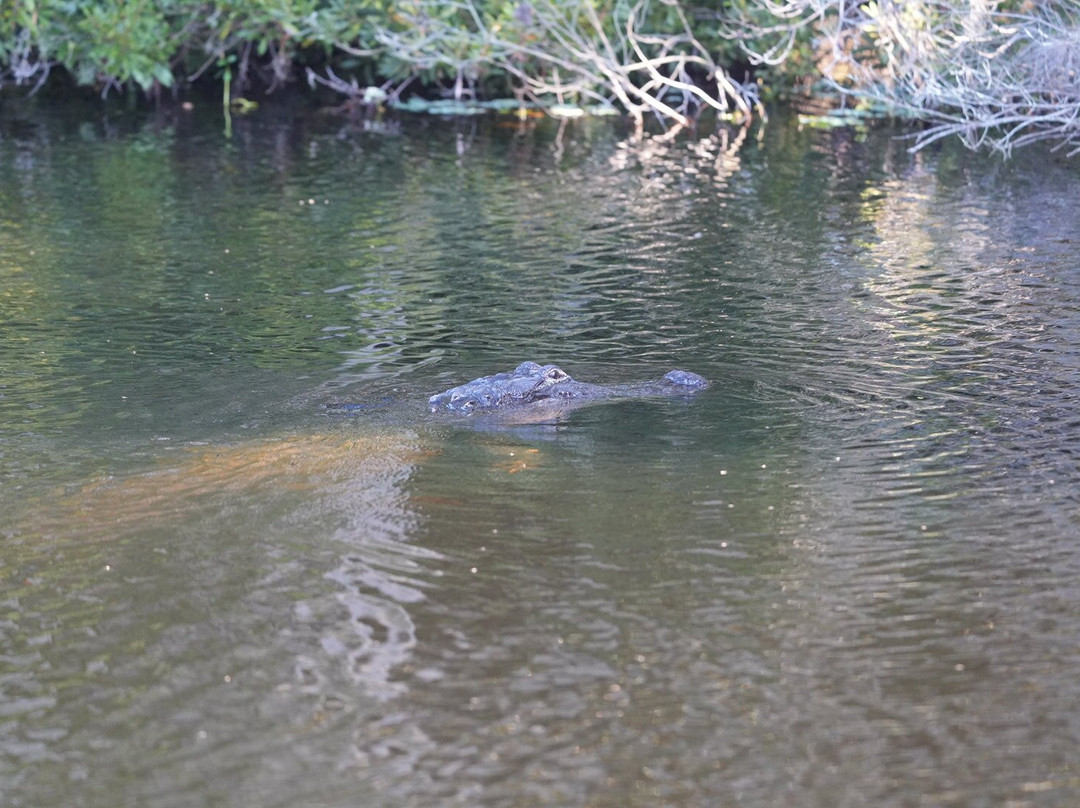 Airboat And Gator Charters-De Leon Springs必去景点