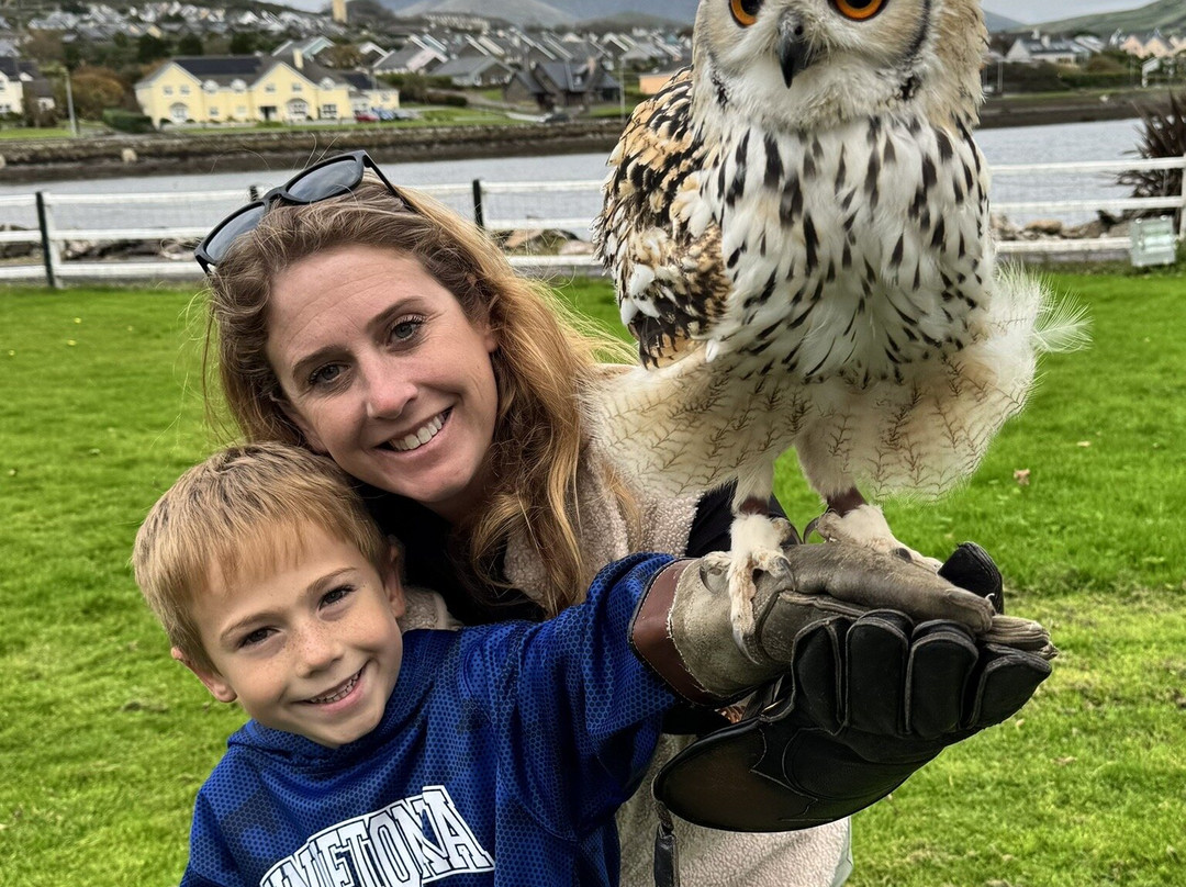 Kingdom Falconry - Dingle-丁格尔必去景点