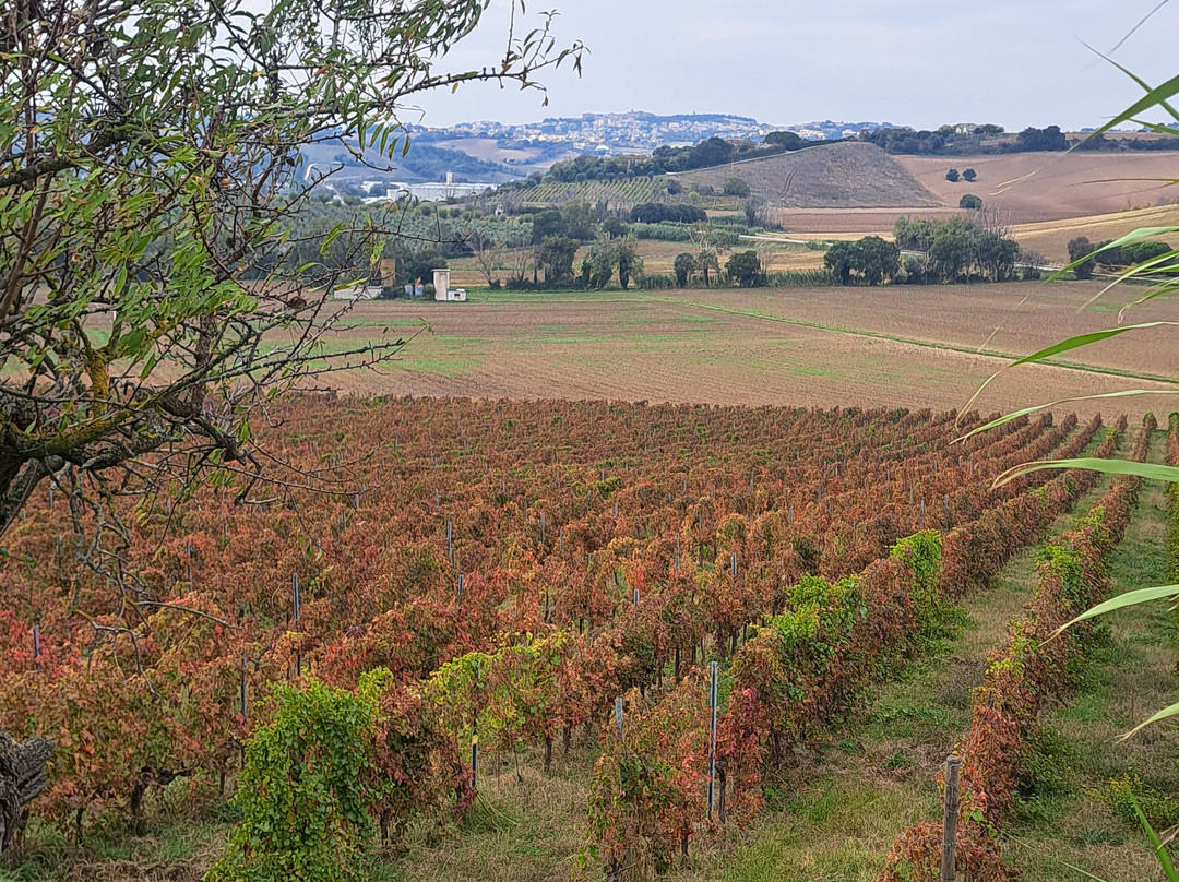 Marco's Way Wine Tours-Ostra必去景点