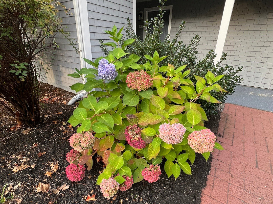 Cod Cove Inn, BW Signature Collection主图