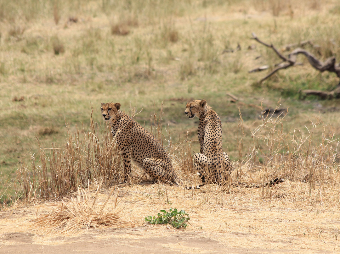 Safari Avventura-阿鲁沙必去景点