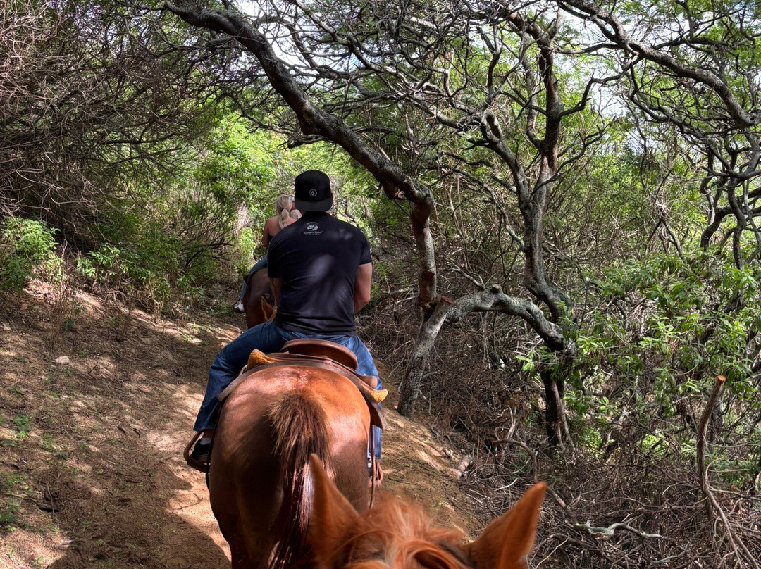CJM Country Stables-可洛亚必去景点