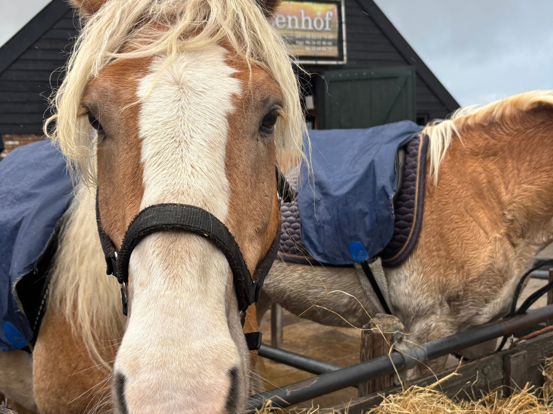 Manege Elzenhof-德科赫必去景点