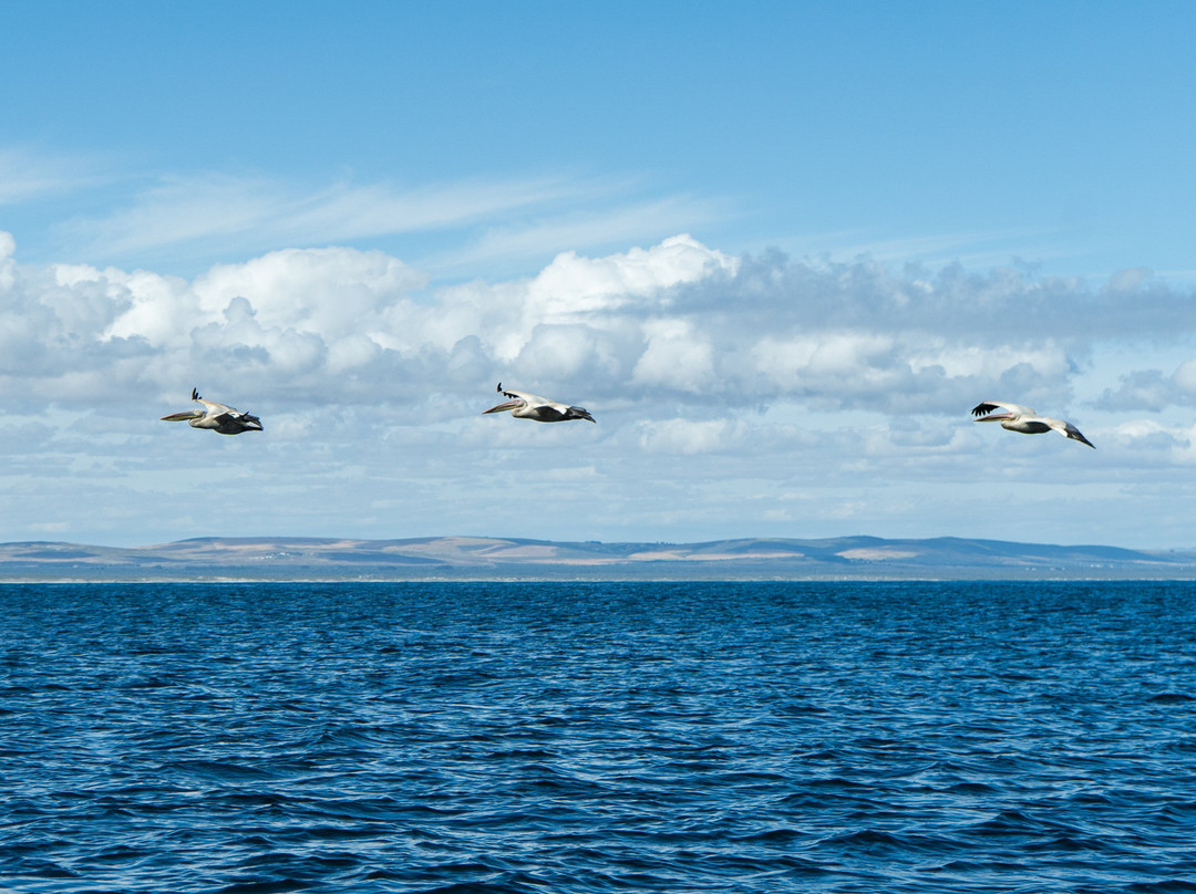 Cape Coast Expeditions-Yzerfontein必去景点