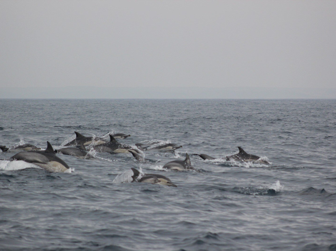 Salema Tours-Salema必去景点