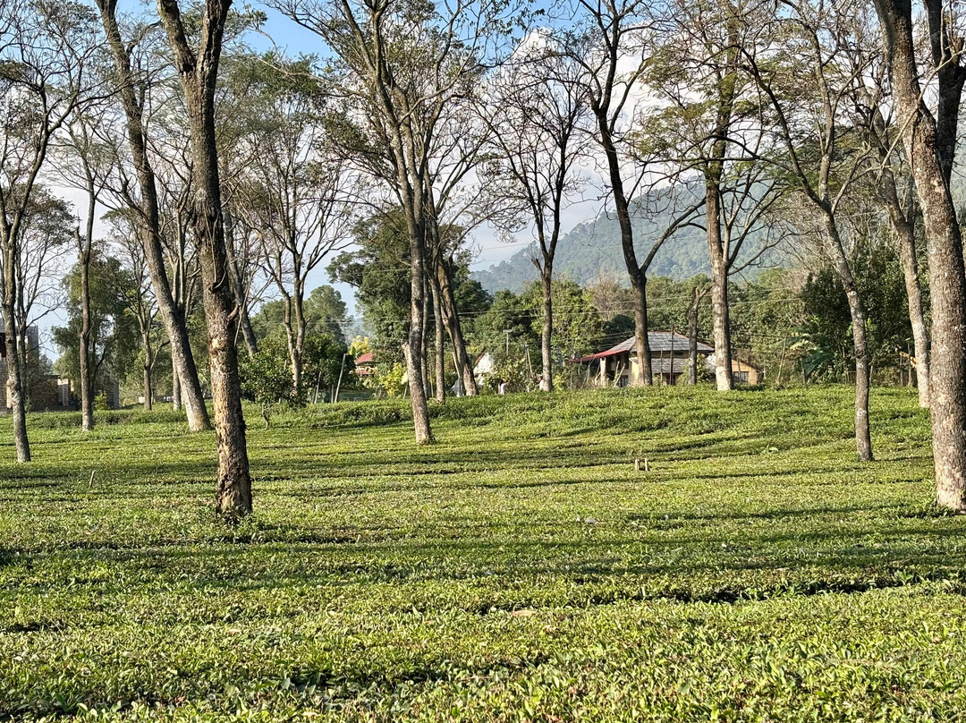 Darang Tea Estate主图