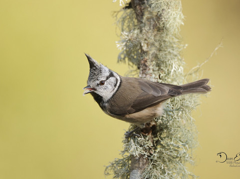 Wildlife Dreams-雾观必去景点