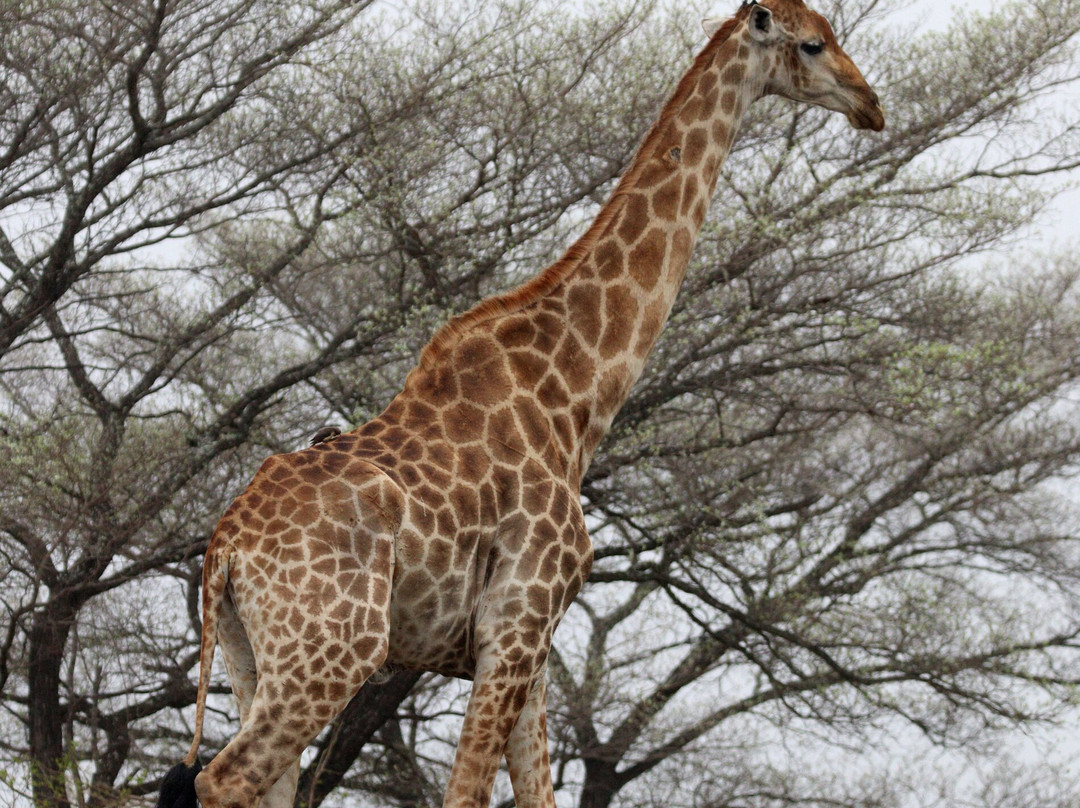 Lion Roar Safaris-尼斯普鲁特必去景点