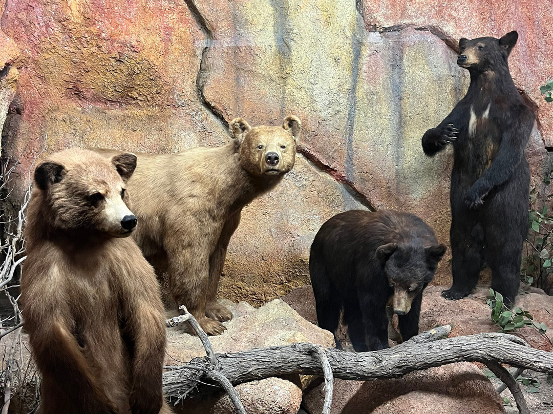 Hastings Museum-Hastings必去景点