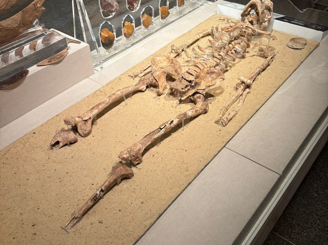 National Museum Of Egyptian Civilization NEMC-开罗必去景点