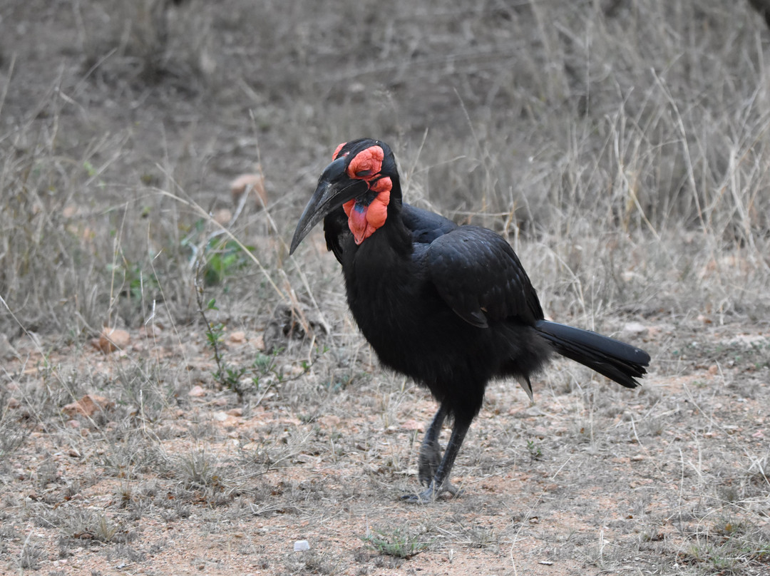 Dél-afrika-mozambik-尼斯普鲁特必去景点
