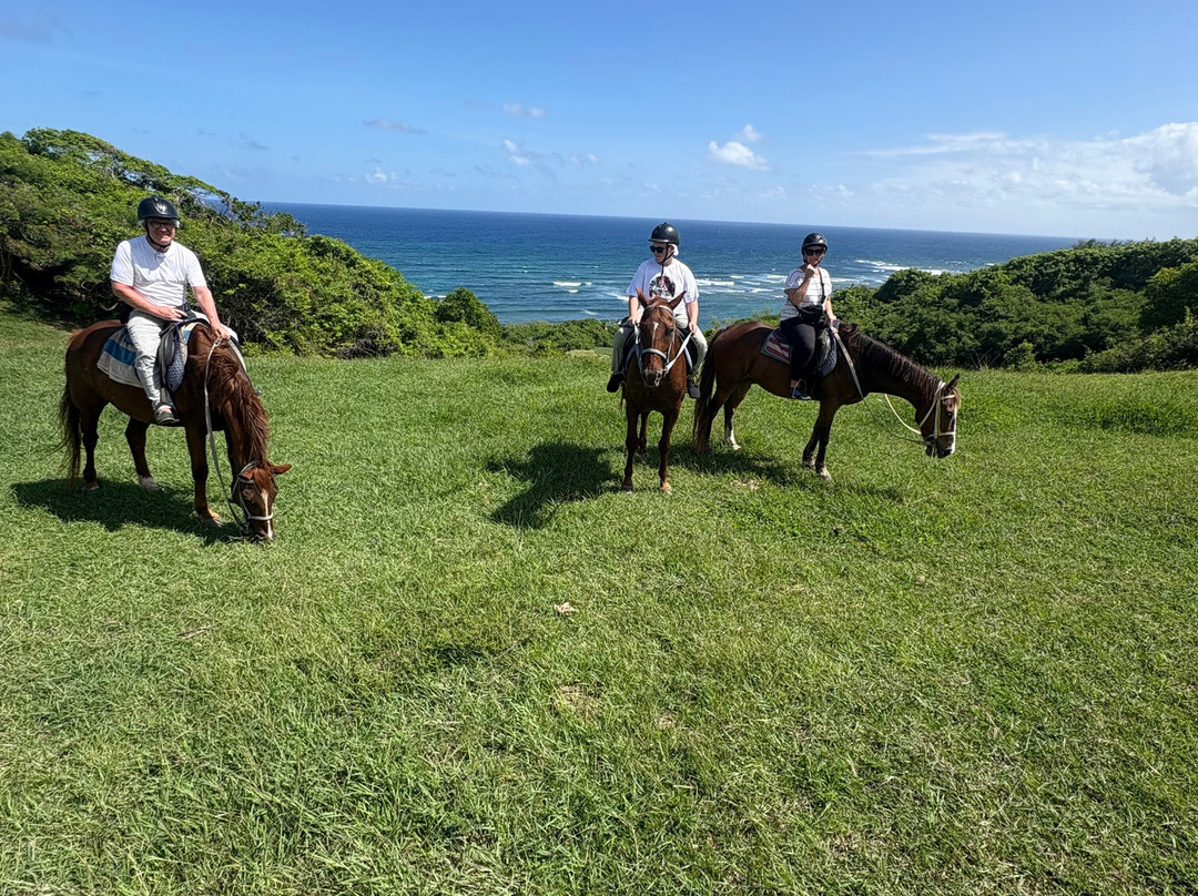 Ocean Echo Stables-Saint John Parish必去景点