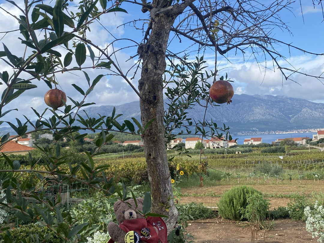 Vitis Winery-伦巴达必去景点