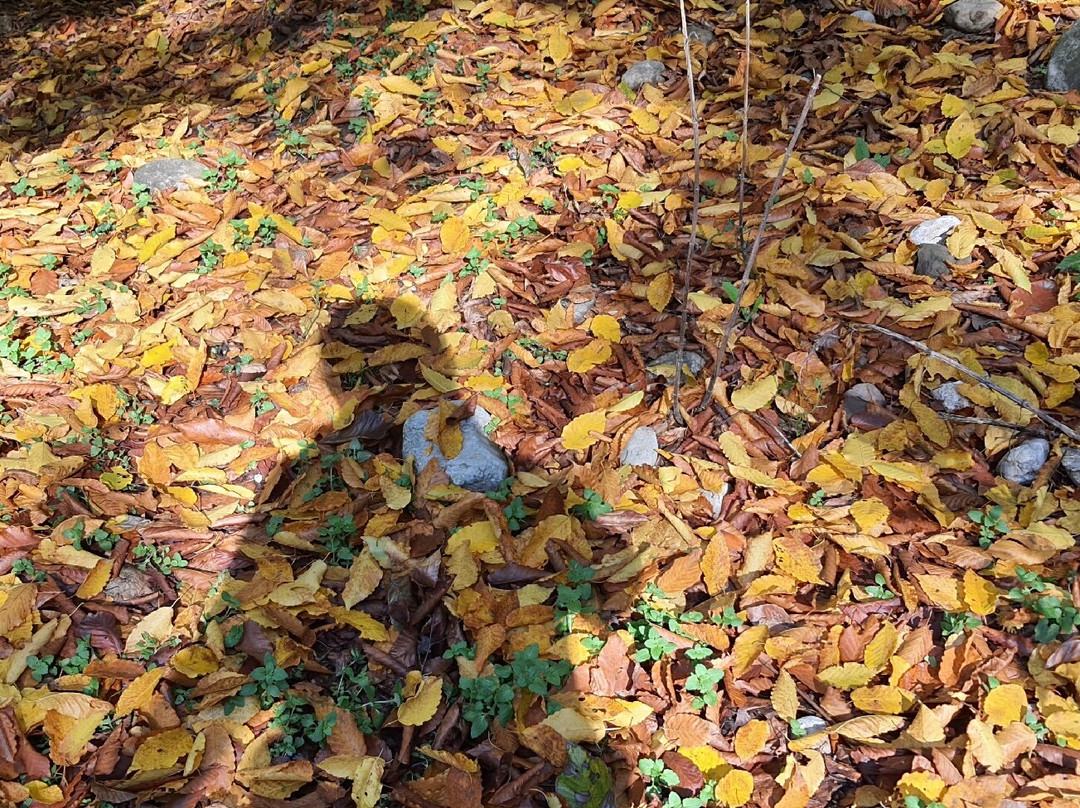 Mersisi Forest (sangdeh forest)-Sari必去景点