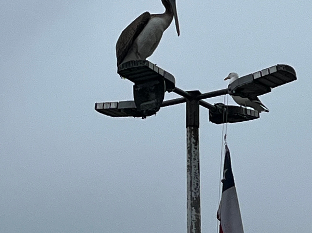 Angelmo-蒙特港必去景点