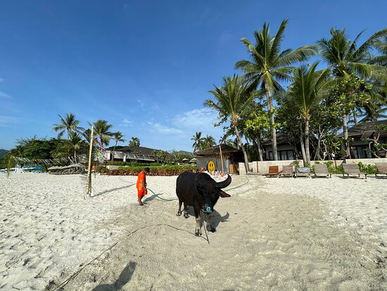 香蕉扇海滨度假酒店主图